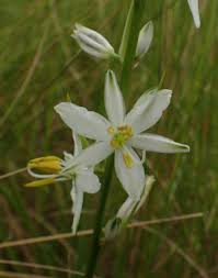 Anthericum Bowkeri Multi Pot Tray