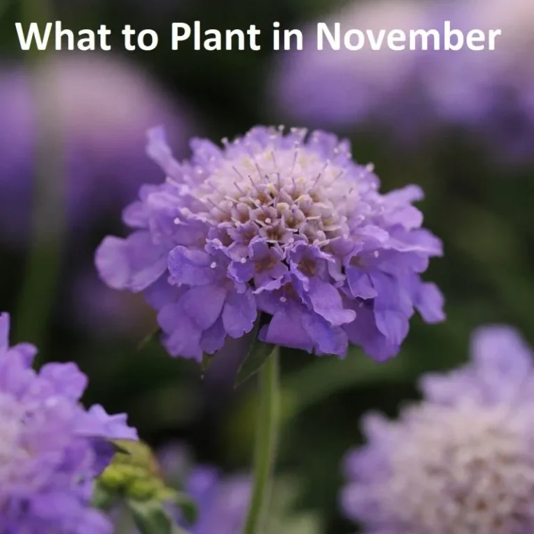 🌸 What to Plant in November in South Africa