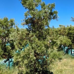 Afrocarpus Falcatus 250lt Tree (Small) Afrocarpus Falcatus 250lt Tree (Small)