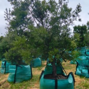 Yellowwood 500lt (Afrocarpus Falcatus) Podocarpus syn. Afrocarpus falcatus (Outeniqua Yellowwood)