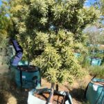 Afrocarpus Latifolius 250lt