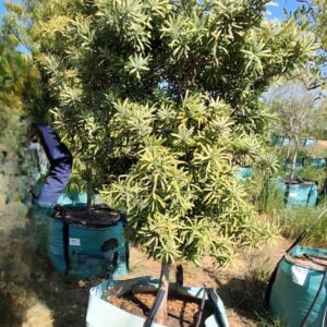 Afrocarpus Latifolius 250lt Afrocarpus Latifolius 250lt