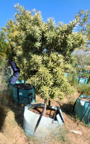 Afrocarpus Latifolius 250lt