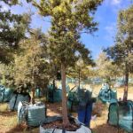 Afrocarpus Latifolius 500lt Afrocarpus Latifolius 500lt