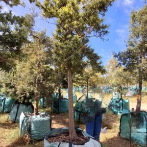 Afrocarpus Latifolius 500lt