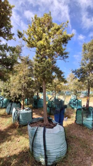 Afrocarpus Latifolius 500lt Afrocarpus Latifolius 500lt