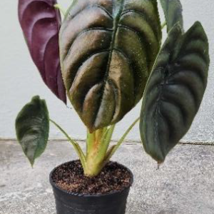 Alocasia Cuprea 'Red Secret' 14cm Pot