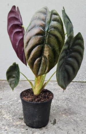 Alocasia Cuprea Red Secret Alocasia Cuprea 'Red Secret' 14cm Pot