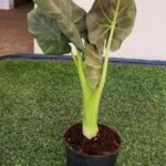 Alocasia odora X.reginula 'Regal Shield' Alocasia Regal Shield 14cm Pot