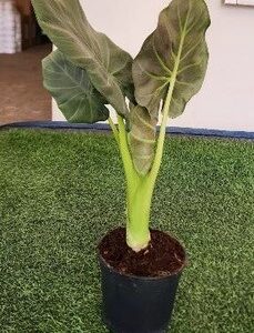 Alocasia Regal Shield 14cm Pot