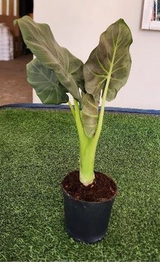 Alocasia odora X.reginula 'Regal Shield' Alocasia Regal Shield 14cm Pot