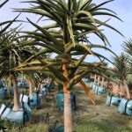 Aloidendron Barberae 250lt Tree (Small)