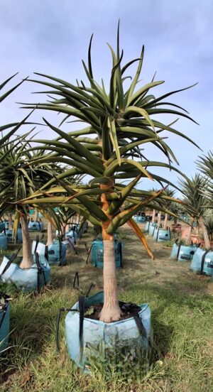 Aloidendron Barberae 250lt Tree (Small)