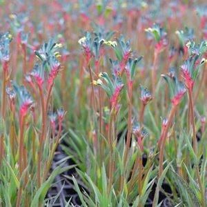 Anigozanthos ‘Celebrations Fireworks’ 17cm Pot Common Name: Kangaroo Paw ‘Celebrations Fireworks’ Anigozanthos ‘Celebrations Fireworks’ 17cm Pot Common Name: Kangaroo Paw ‘Celebrations Fireworks’