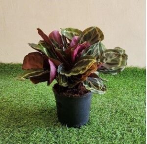Calathea roseopicta medallion Calathea Roseopicta Medallion 14cm Pot