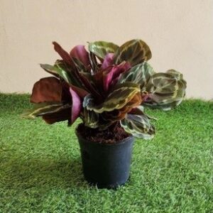 Calathea Roseopicta Medallion 14cm Pot