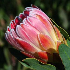 Protea Carnival Too 15cm Pot