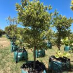 Citrus Jambhiri 'Cape rough' 250lt Common Name: Cape Rough Lemon