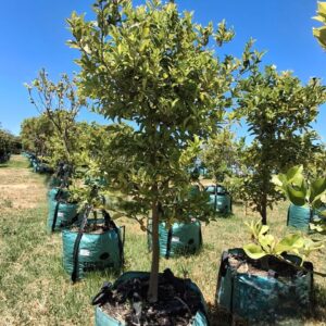 Citrus Jambhiri 'Cape rough' 250lt Common Name: Cape Rough Lemon Citrus Jambhiri 'Cape rough' 250lt Common Name: Cape Rough Lemon