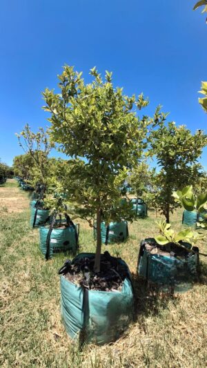 Citrus Jambhiri 'Cape rough' 250lt Common Name: Cape Rough Lemon