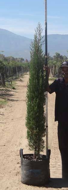 Cupressus Sempervirens Stricta 40lt