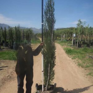 Cupressus Sempervirens Stricta 40lt Cupressus Sempervirens Stricta 40lt