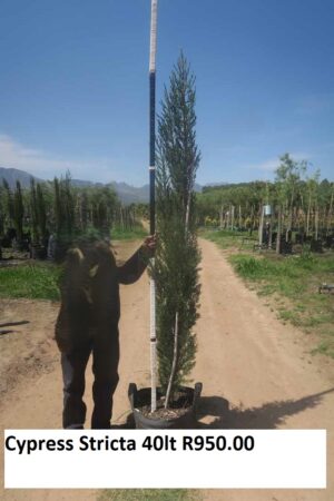 Cupressus Sempervirens Stricta 40lt