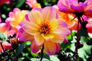 Dahlia Dreamy 17cm Pot
