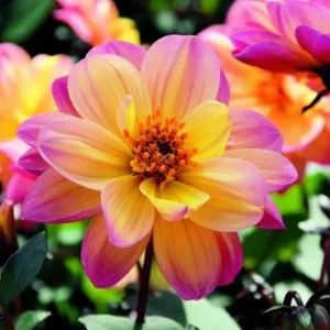 Dahlia Dreamy 17cm Pot