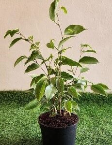 Ficus Benjamina Variegated