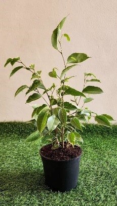 Ficus Benjamina Variegated