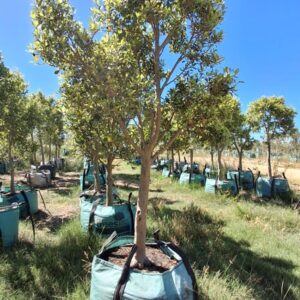 Ficus Microcarpa (Nitida) 250lt
