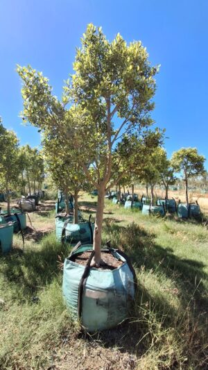 Ficus microcarpa (nitida)-250 Ficus Microcarpa (Nitida) 250lt