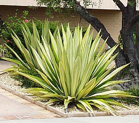 Furcraea Foetida 20lt