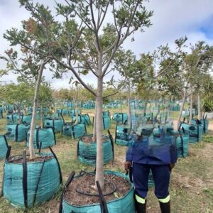 Harpephyllum Caffrum 250lt (Small)