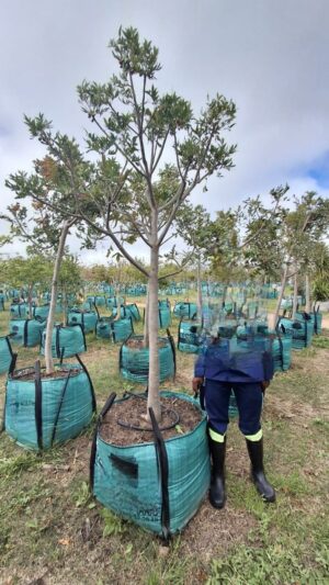 Harpephyllum Caffrum 250lt (Small)