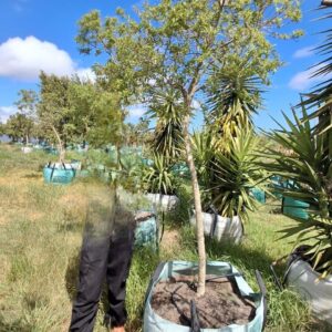 Heteropyxis Natalensis (Lavender Tree) 250lt