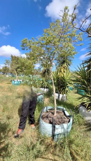 Heteropyxis Natalensis (Lavender Tree) 250lt Heteropyxis Natalensis (Lavender Tree) 250lt