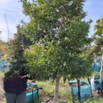 Ilex Mitis 250lt