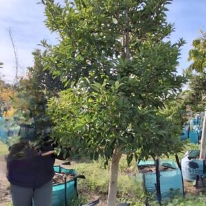Ilex Mitis 250lt Ilex Mitis 250lt