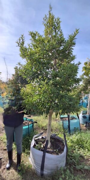 Ilex Mitis 250lt