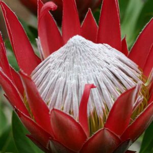 Protea Little Prince 17cm Pot
