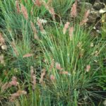 Melinis Repens 4lt