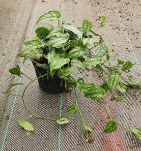 Monstera Siltepecana 14cm Pot Common Name: Silver Monster, Philodendron Silver Queen