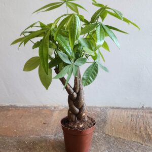 Pachira Macrocarpa 14cm Pot Common Name: Money Tree