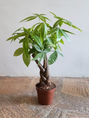 Pachira Mini (5 piece braided) Pachira Macrocarpa 14cm Pot Common Name: Money Tree