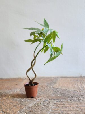 Pachira Qiqu (2 piece) Pachira Qiqu 14cm Pot