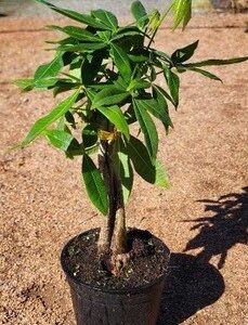 Pachira Macrocarpa 14cm Pot Common Name: Money Tree Pachira Macrocarpa 14cm Pot Common Name: Money Tree