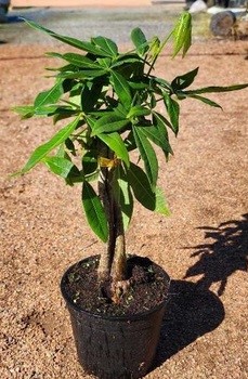 Pachira Macrocarpa 14cm Pot Common Name: Money Tree Pachira Macrocarpa 14cm Pot Common Name: Money Tree