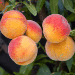 Peach Novadonna Tree 50lt